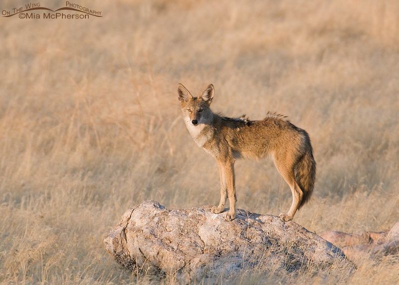 Coyote