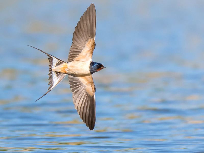 Barn Swallow
