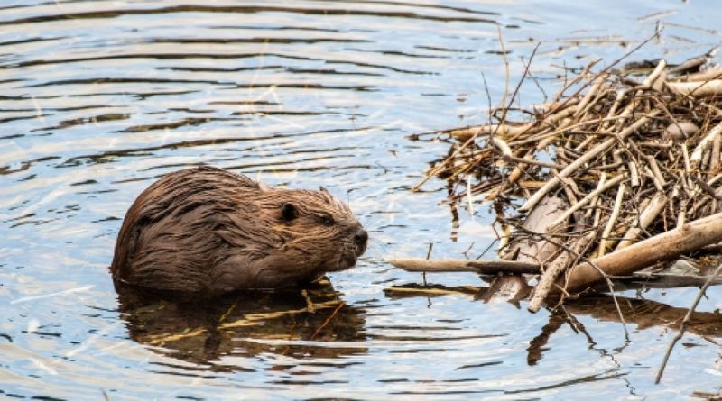 Beaver