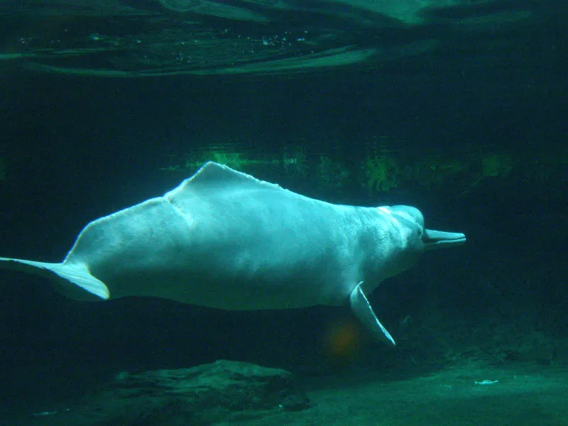 Amazon River Dolphin