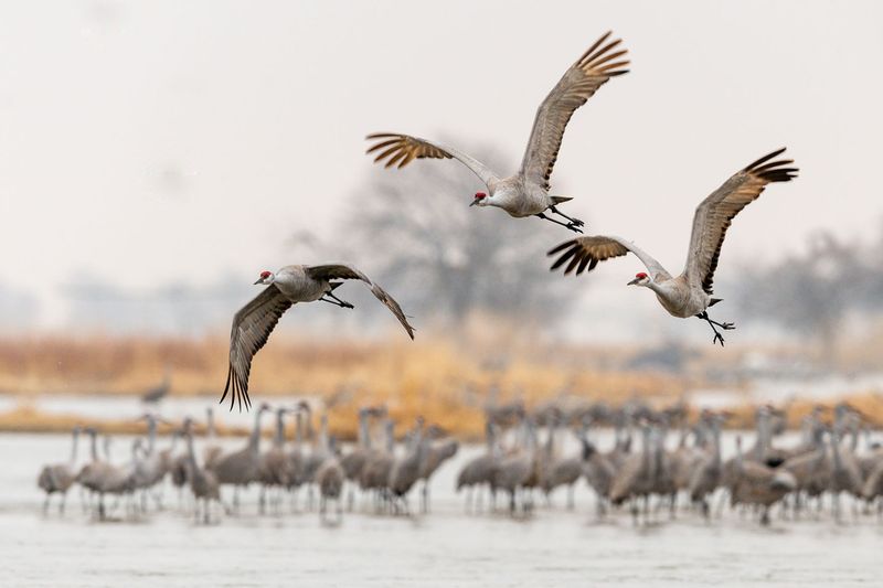 Sandhill Crane
