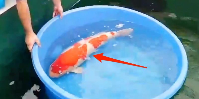 Koi Fish (Champion bloodlines)
