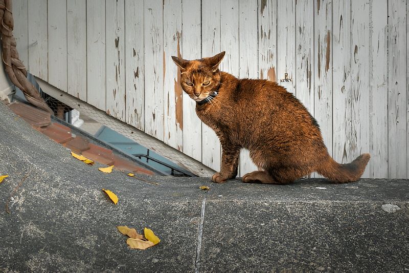 Chausie