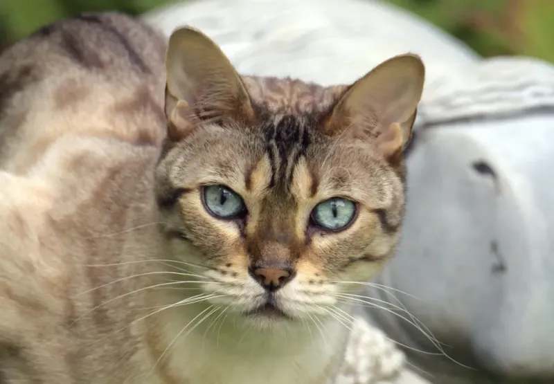 Chausie