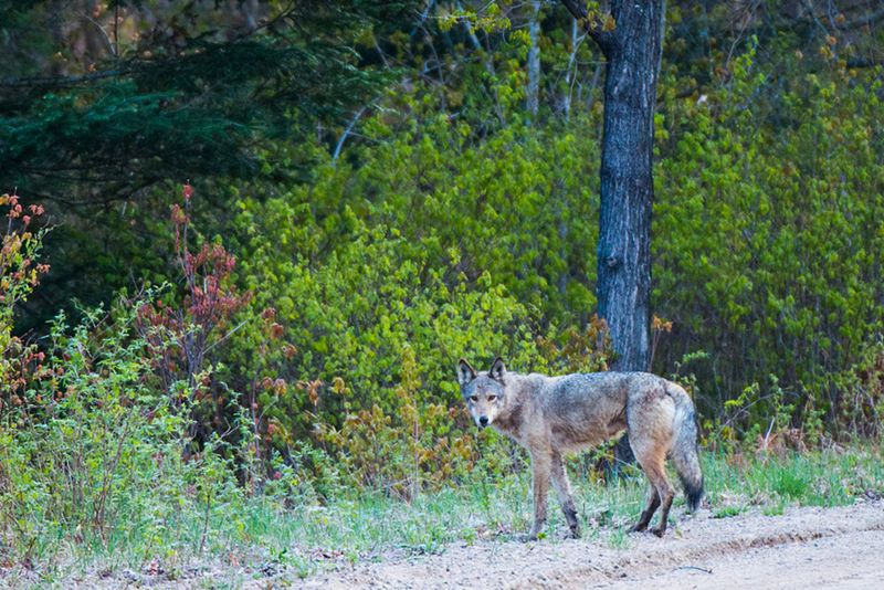 Algonquin Provincial Park, Ontario