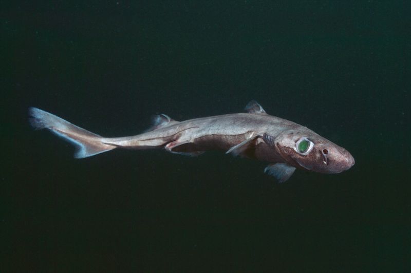 Dwarf Lanternshark