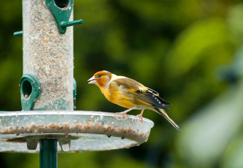 Canary x Goldfinch