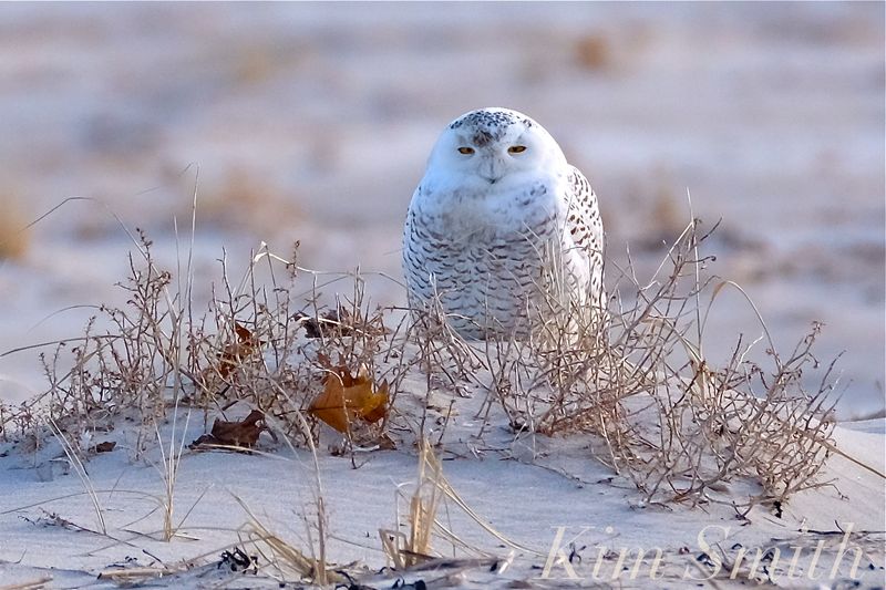 Snowy Owl