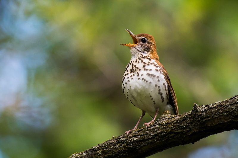 Wood Thrush