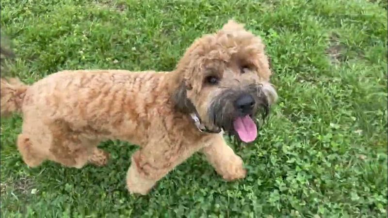 Whoodle
