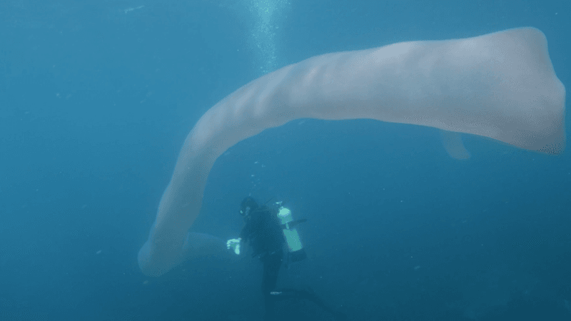 Pyrosome Propulsion