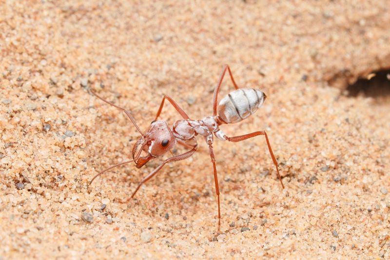 Saharan Silver Ant