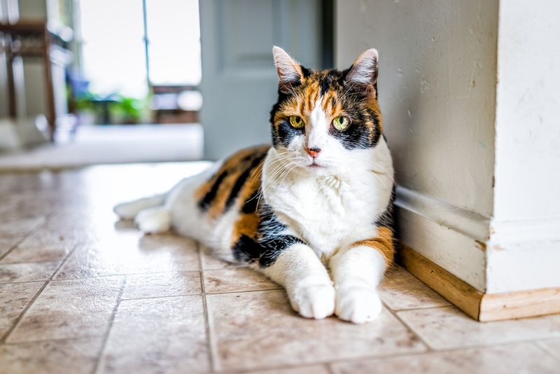 Calico
