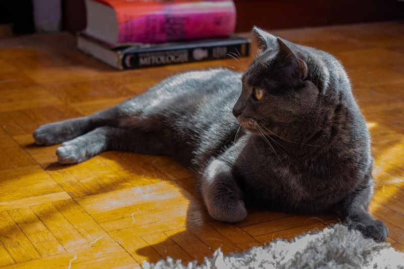 Russian Blue