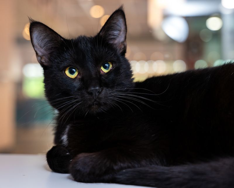 American Curl (Black Variant)