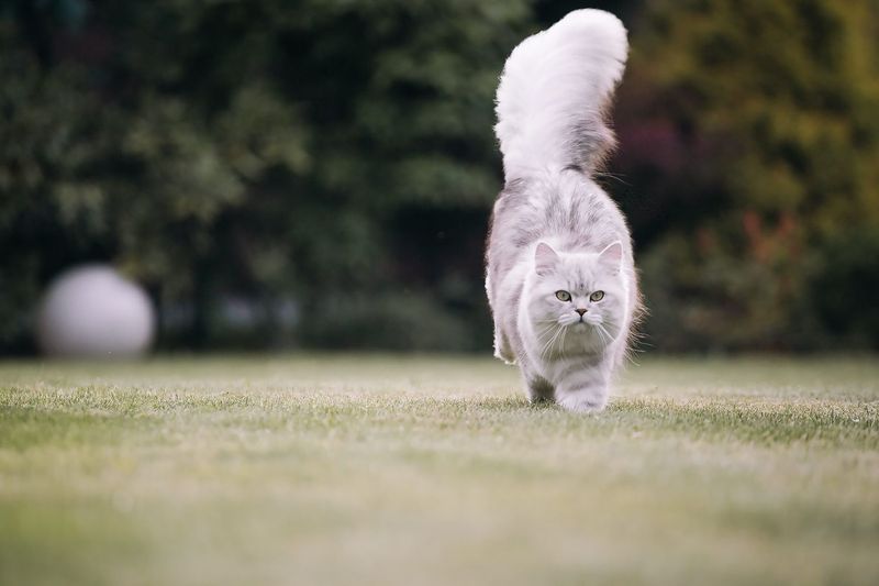 British Longhair