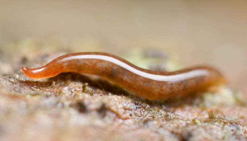 Planarian