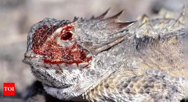 Horned Lizard