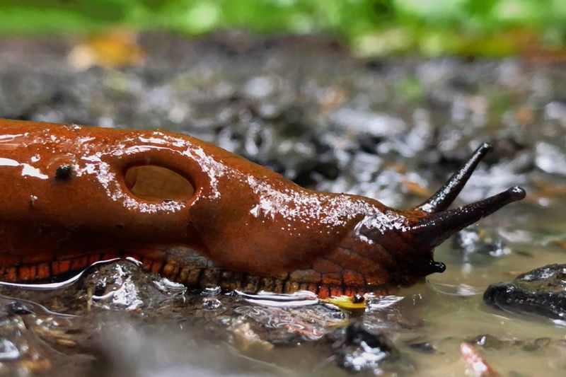 Slug
