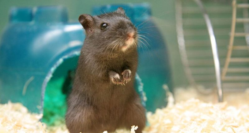 Gerbil