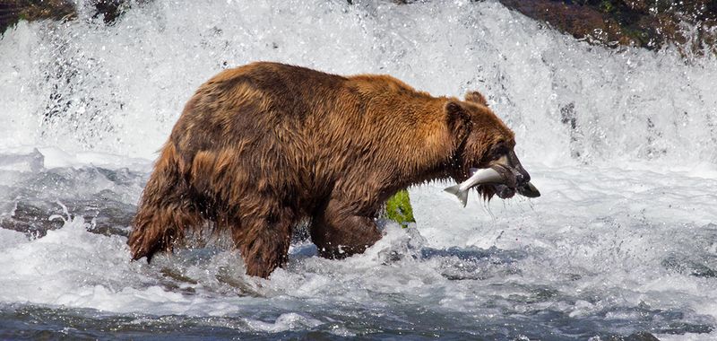 Grizzly Bear