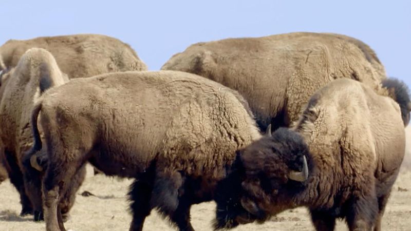 American Bison
