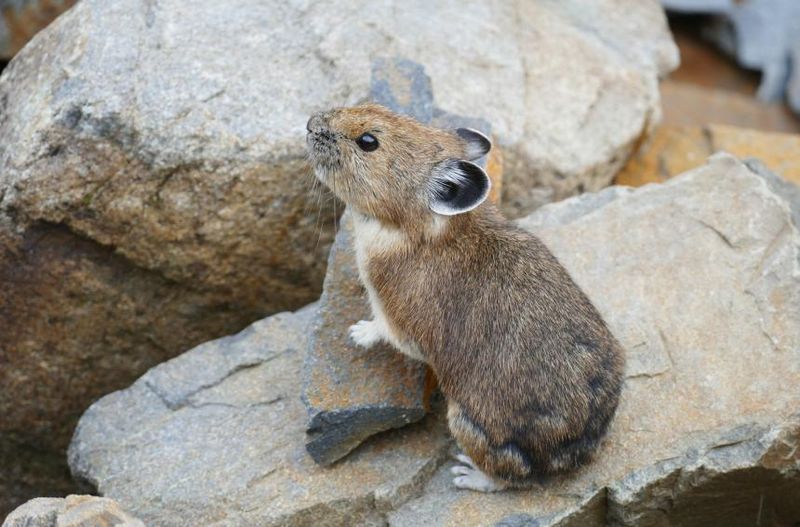 Pika