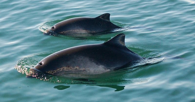 Harbor Porpoise