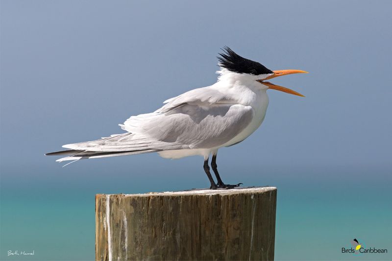 Royal Tern