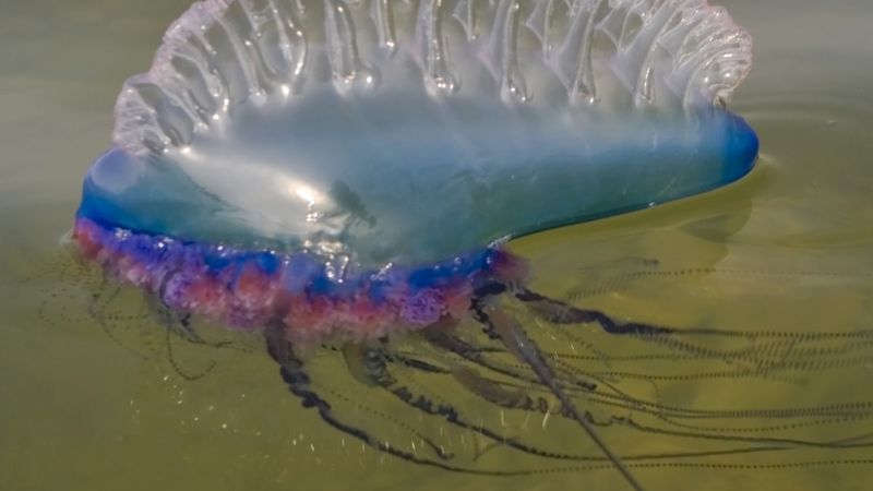 Portuguese Man O’ War