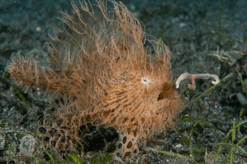 Hairy Frogfish