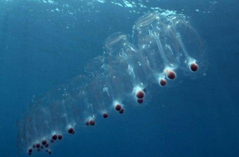 Salp