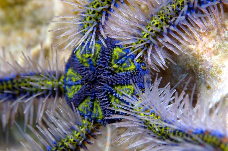 Brittle Star