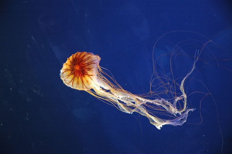 Jellyfish