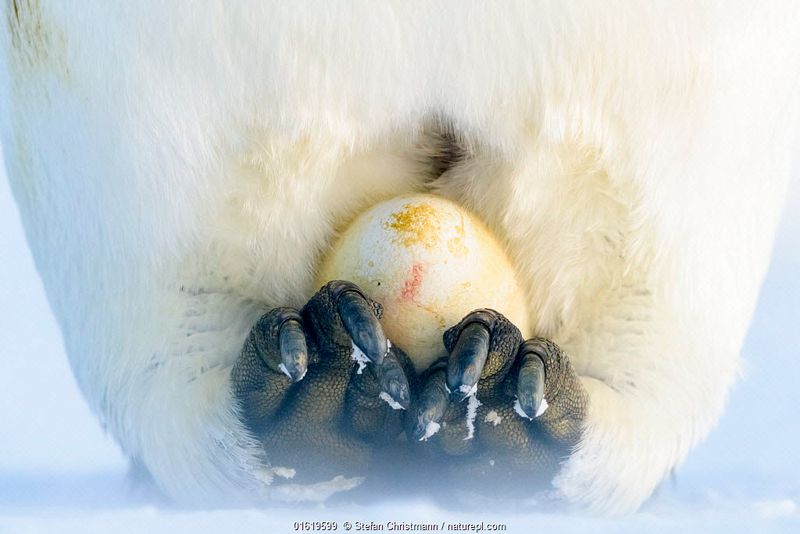Emperor Penguin