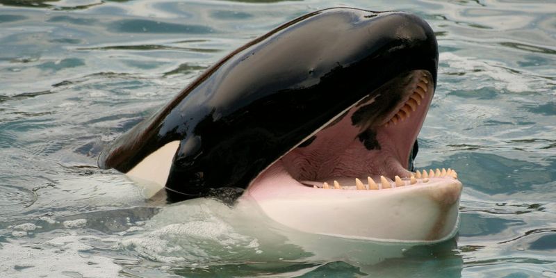 Orca