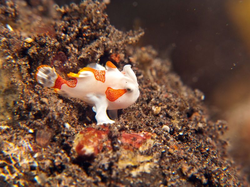 Frogfish