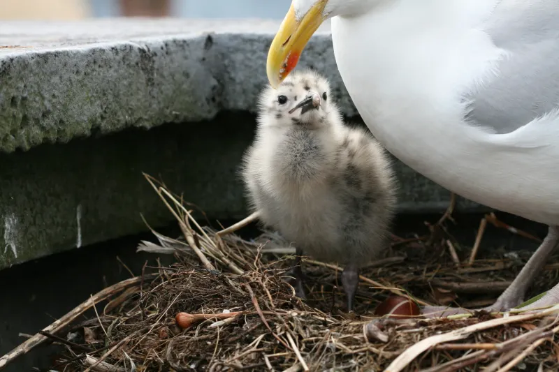 Seagulls Are Protective Parents