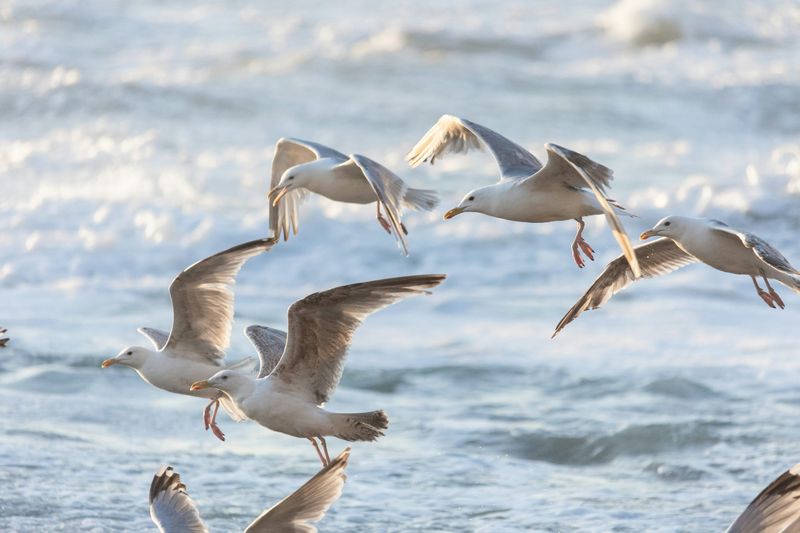 Seagulls Have Distinctive Flight Patterns