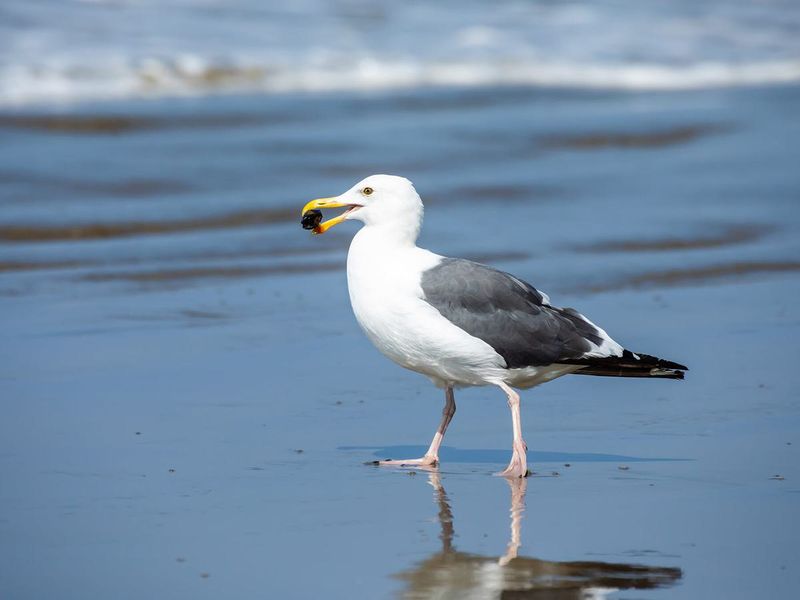 Seagulls Have Unique Feeding Techniques