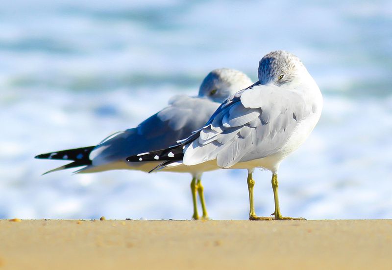 Seagulls Exhibit Playful Behavior