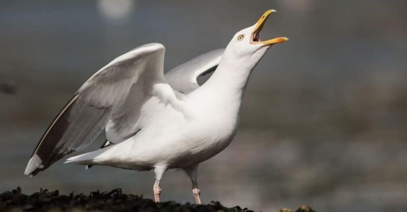 Seagulls Are Recognized Worldwide