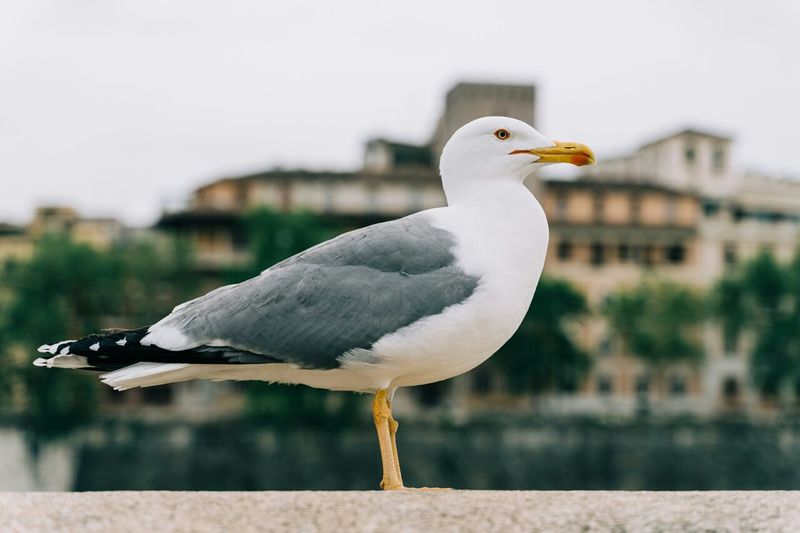 Seagulls Are Adaptable to Urban Environments