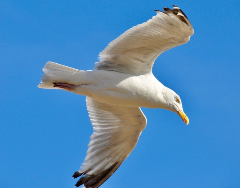 Seagulls Are Skilled Navigators