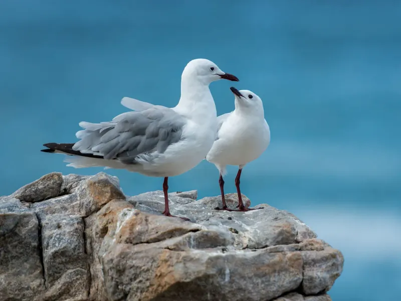 Seagulls Exhibit Monogamous Relationships