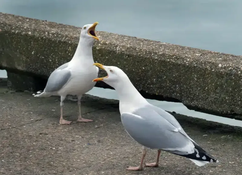 Seagulls Communicate with Complex Calls