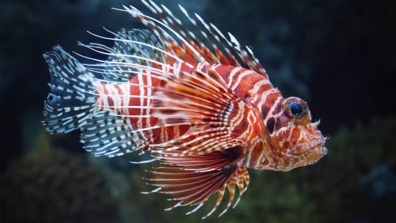 Lionfish's Venom