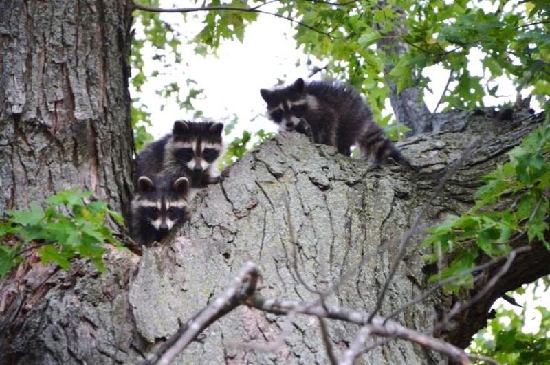 Raccoon Kit