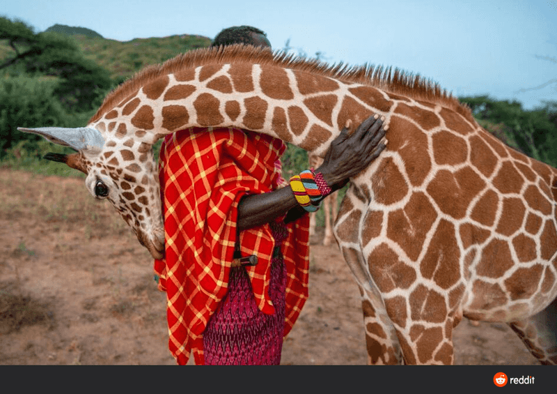 Giraffes