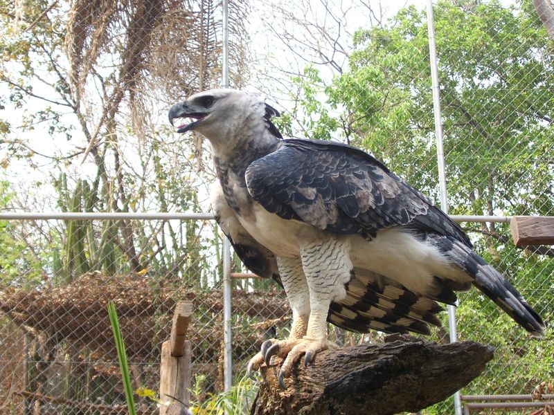 Role in Biodiversity